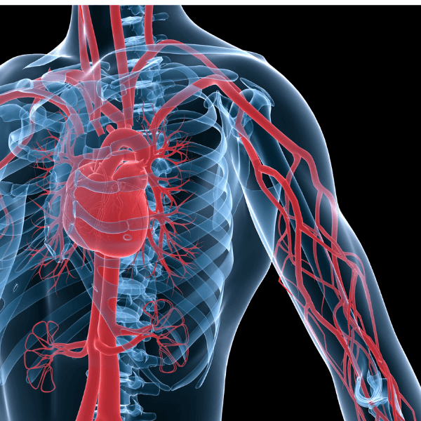 Upper Extremity Vascular