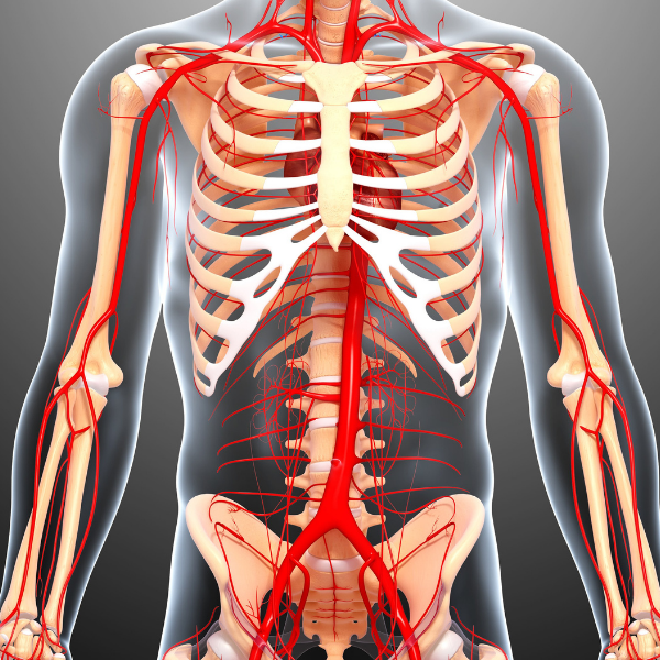 Mesenteric Vasculature