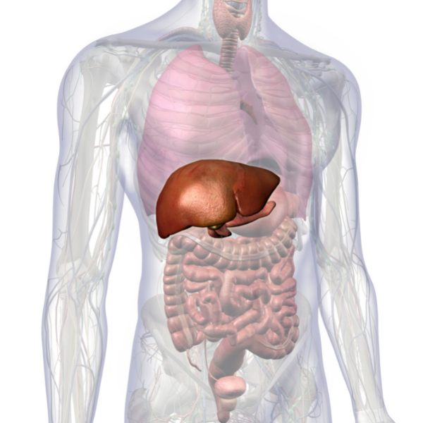 hepatic liver
