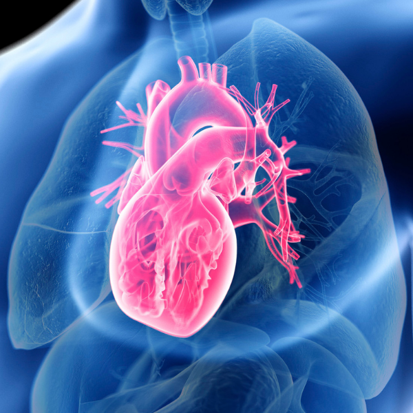 3D Echocardiography