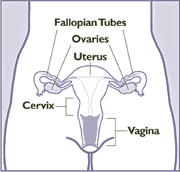 Cervicalcancer2