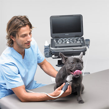vet performs ultrasound on dog